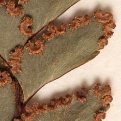 Adiantum cunninghamii. Close up of WELT P023257, Pongaroa, Wairarapa, showing form with glabrous abaxial lamina surfaces.
 Image: B. Hatton © Te Papa CC BY-NC 3.0 NZ